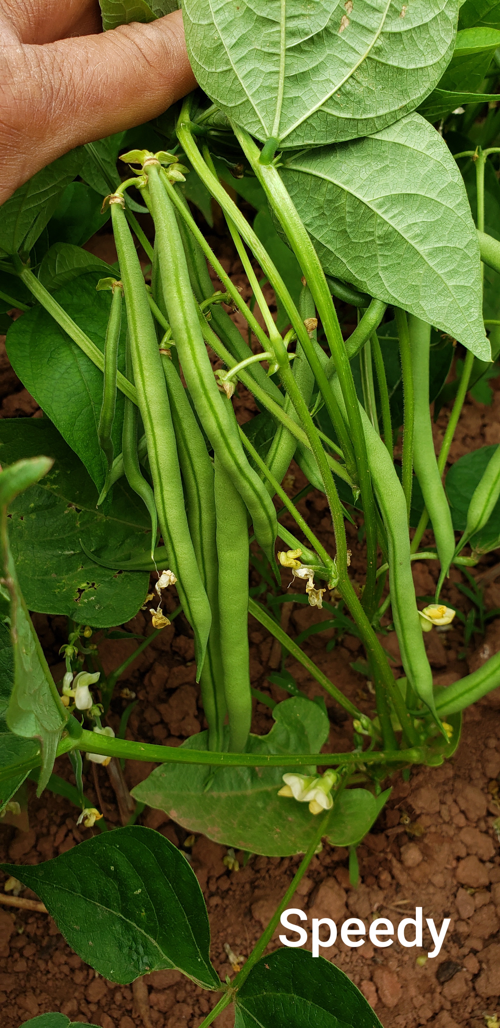 First Bean Beans – PEI Seed Alliance
